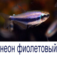 купить неон фиолетовый тетра керри